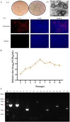 First isolation of bovine coronavirus with a three-amino-acid deletion in the N gene causing severe respiratory and digestive disease in calve